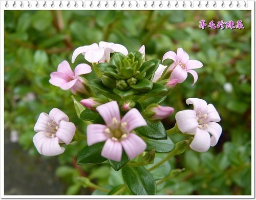 櫻草科-茅毛珍珠菜(濱排草)09.jpg