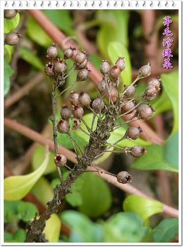 櫻草科-茅毛珍珠菜(濱排草)15.jpg