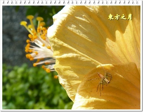 錦葵科-扶桑(東方之月)08.jpg