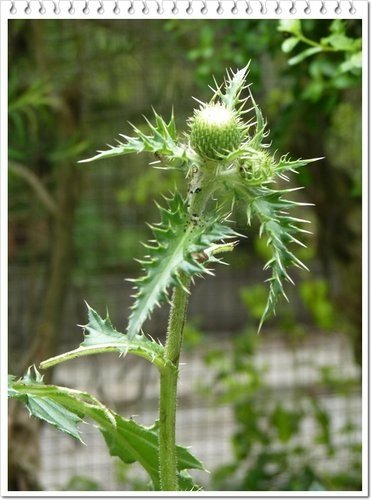 菊科-島薊03.jpg
