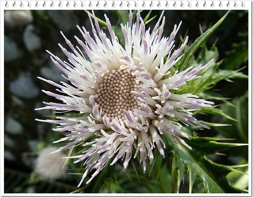菊科-島薊01.jpg