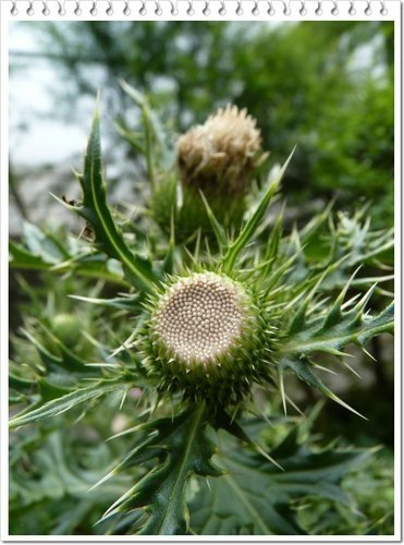 菊科-島薊04.jpg