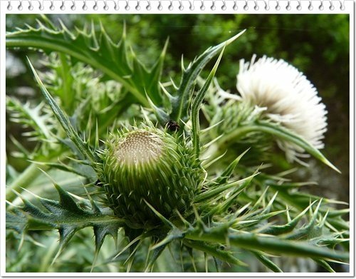 菊科-島薊06.jpg