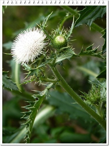菊科-島薊05.jpg