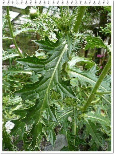 菊科-島薊02.jpg