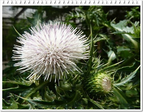菊科-島薊07.jpg