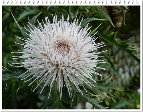 菊科-島薊11.jpg