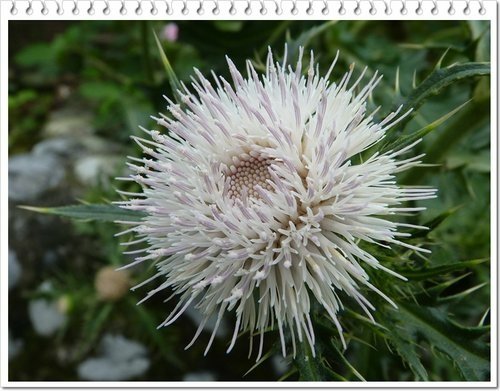 菊科-島薊10.jpg