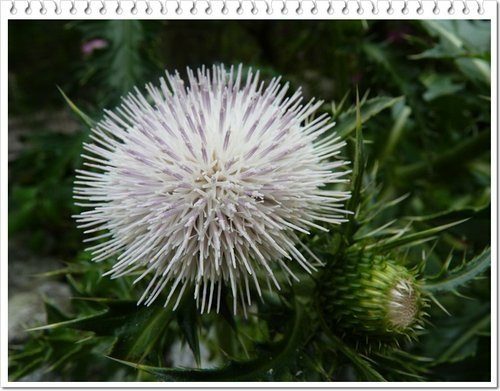 菊科-島薊08.jpg