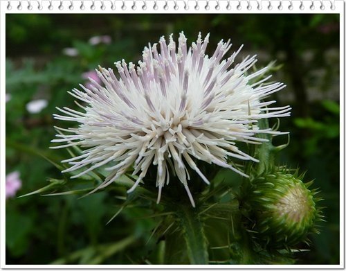 菊科-島薊13.jpg