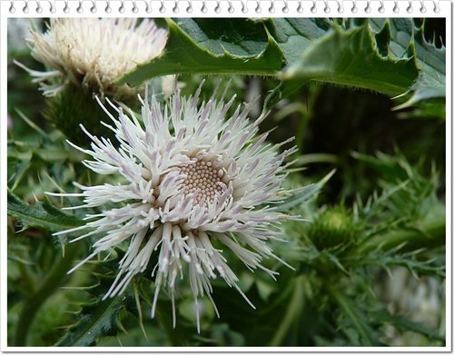 菊科-島薊12.jpg