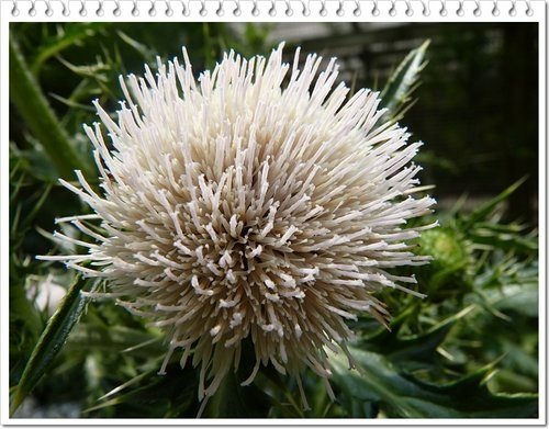 菊科-島薊14.jpg