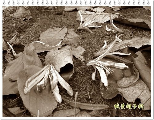 梧桐科-槭葉翅子樹22.jpg
