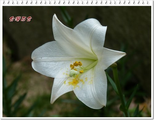百合科-台灣百合%26;蘆筍04.jpg