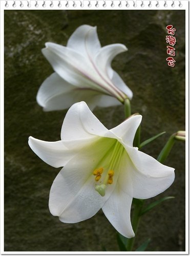 百合科-台灣百合%26;蘆筍03.jpg