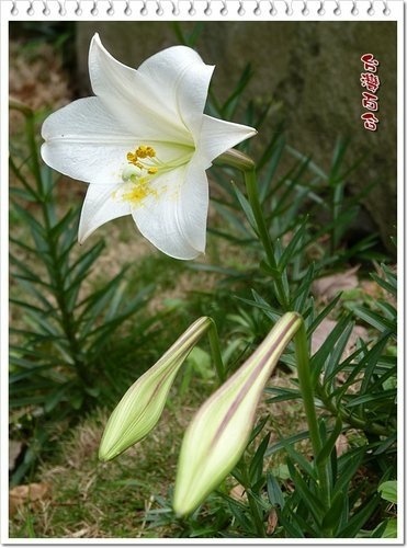 百合科-台灣百合%26;蘆筍05.jpg