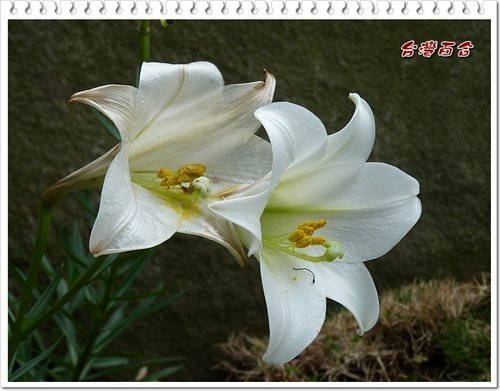 百合科-台灣百合%26;蘆筍06.jpg