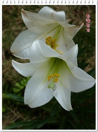 百合科-台灣百合%26;蘆筍02.jpg
