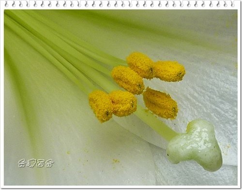 百合科-台灣百合%26;蘆筍08.jpg