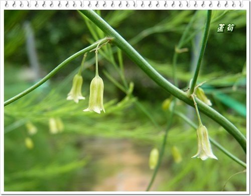 百合科-台灣百合%26;蘆筍11.jpg