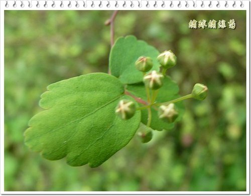 薔薇科-繡球繡線菊%26;冬青科-燈稱花02.jpg