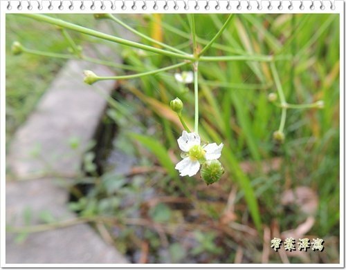 澤潟科-窄葉澤潟02.jpg