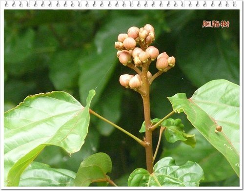 胭脂樹科-胭脂樹02.jpg
