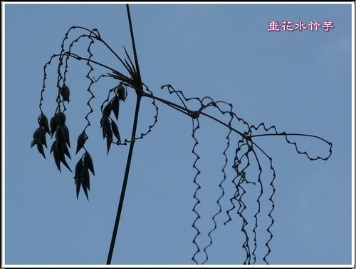 竹芋科-垂花水竹芋03.jpg