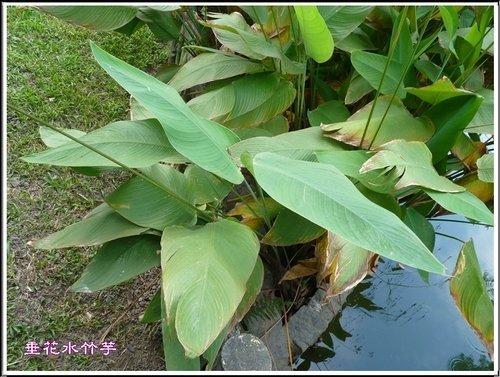 竹芋科-垂花水竹芋02.jpg