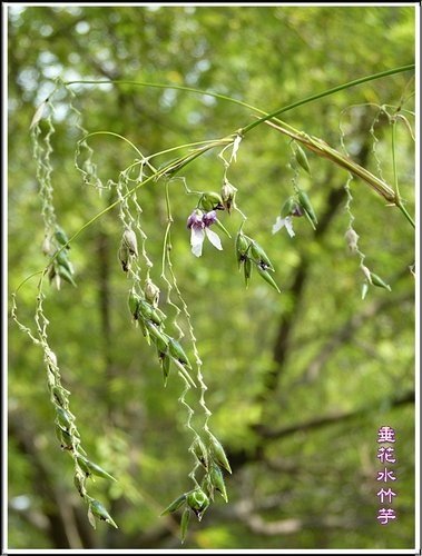 竹芋科-垂花水竹芋07.jpg