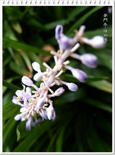 百合科-麥門冬13.jpg