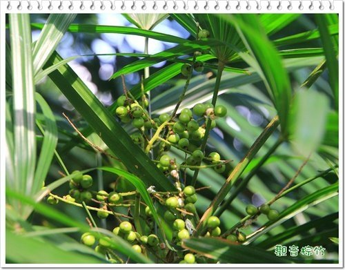 棕櫚科-觀音棕竹04.jpg