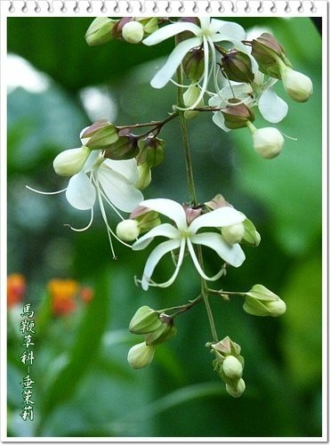 馬鞭草科-垂茉莉06.jpg