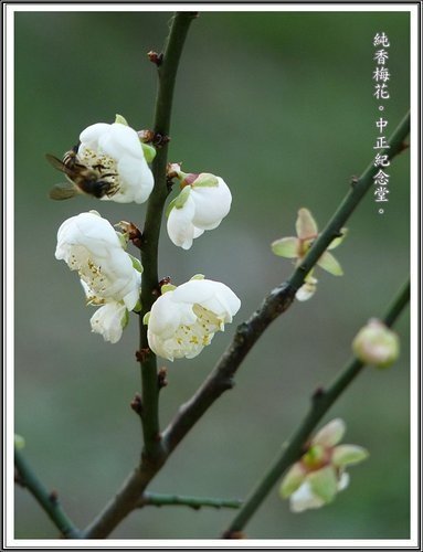 薔薇科-純香梅花02.jpg