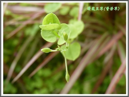 石竹科-荷蓮豆草(菁芳草)05.jpg