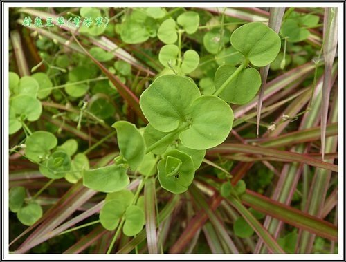 石竹科-荷蓮豆草(菁芳草)04.jpg