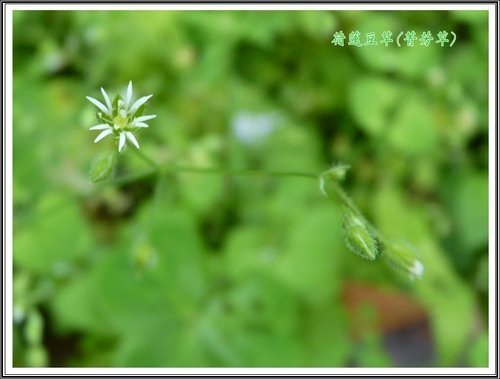 石竹科-荷蓮豆草(菁芳草)02.jpg