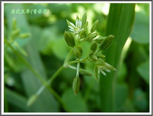 石竹科-荷蓮豆草(菁芳草)01.jpg