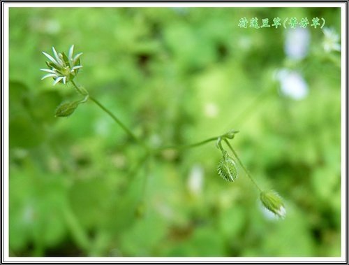 石竹科-荷蓮豆草(菁芳草)03.jpg