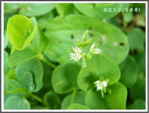 石竹科-荷蓮豆草(菁芳草)06.jpg