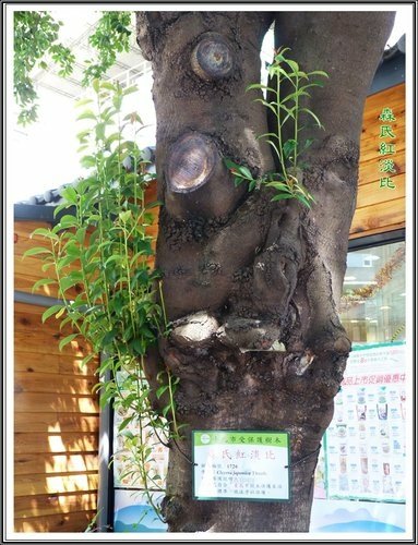茶科-森氏紅淡比20.jpg