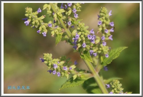 唇形科-節毛鼠尾草%26;麝香木01.jpg