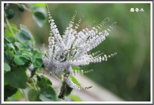 唇形科-節毛鼠尾草%26;麝香木10.jpg