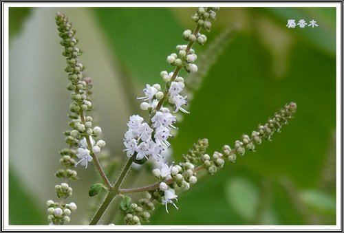 唇形科-節毛鼠尾草%26;麝香木13.jpg