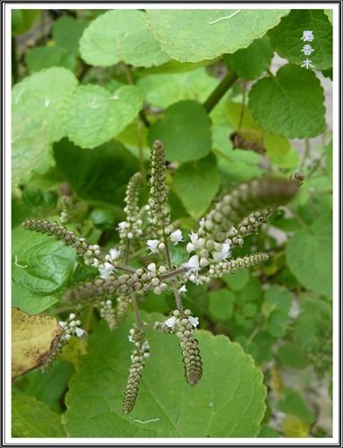 唇形科-節毛鼠尾草%26;麝香木16.jpg