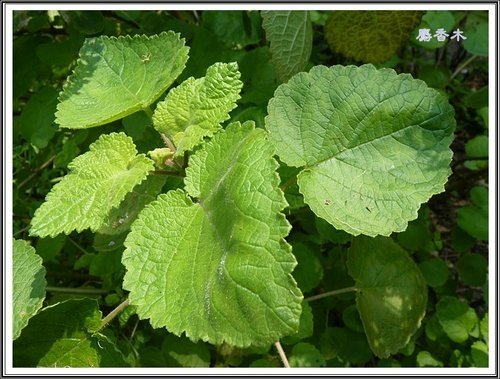 唇形科-節毛鼠尾草%26;麝香木22.jpg
