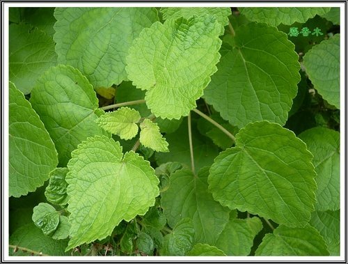 唇形科-節毛鼠尾草%26;麝香木27.jpg