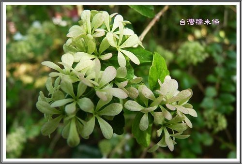 忍冬科-台灣糯米條%26;長筒莢迷08.jpg