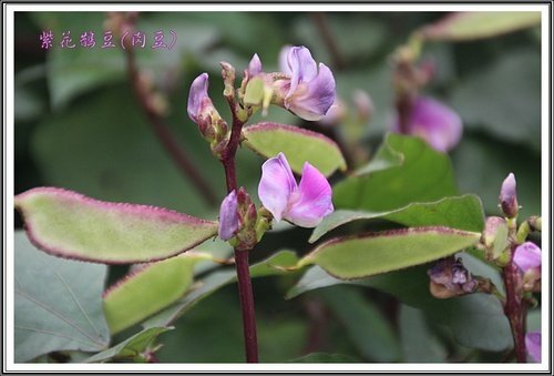 豆科-紫花鵲豆(肉豆)14.jpg