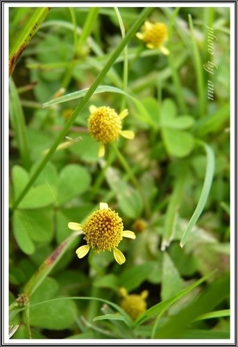 菊科-沼生金鈕扣%26;印度金鈕扣03.jpg